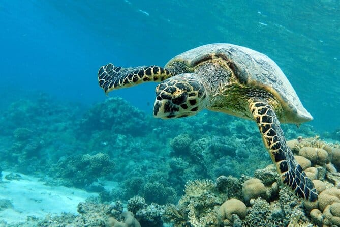 Marsa Alam snorkeling and desert safaris