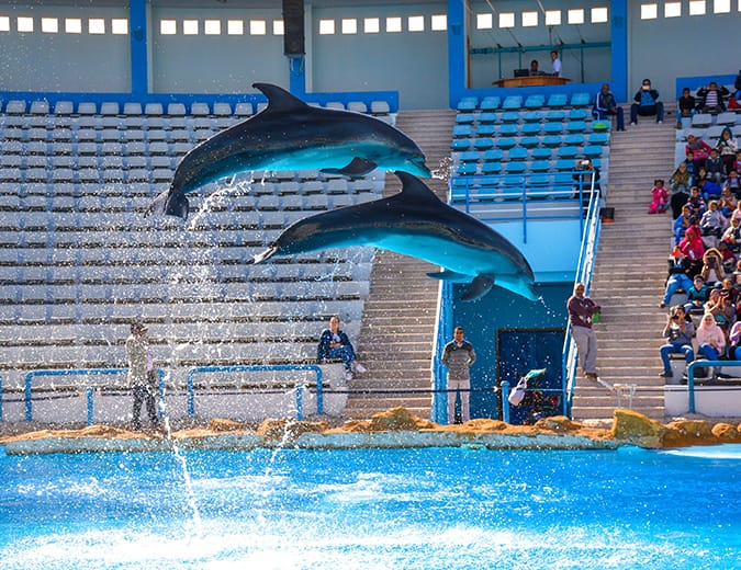 Dolphin Show in Hurghada