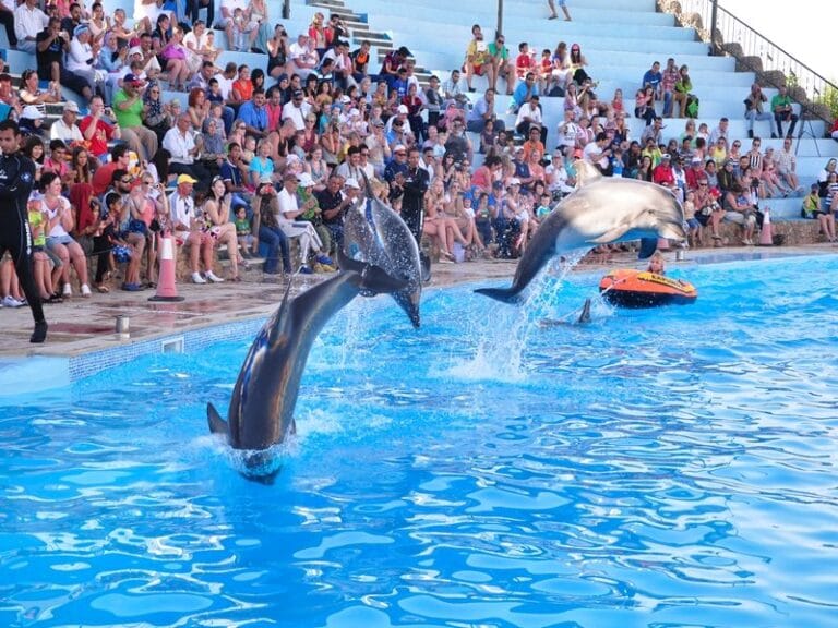 Dolphin-show-in-Hurghada-1